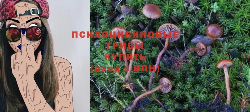 omg ссылка  Зарайск  Галлюциногенные грибы Psilocybe 